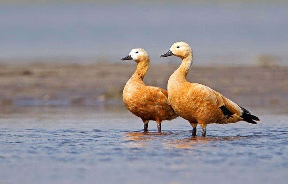 Kuşların Neden Dişlerinin Olmadığını Biliyor musunuz?