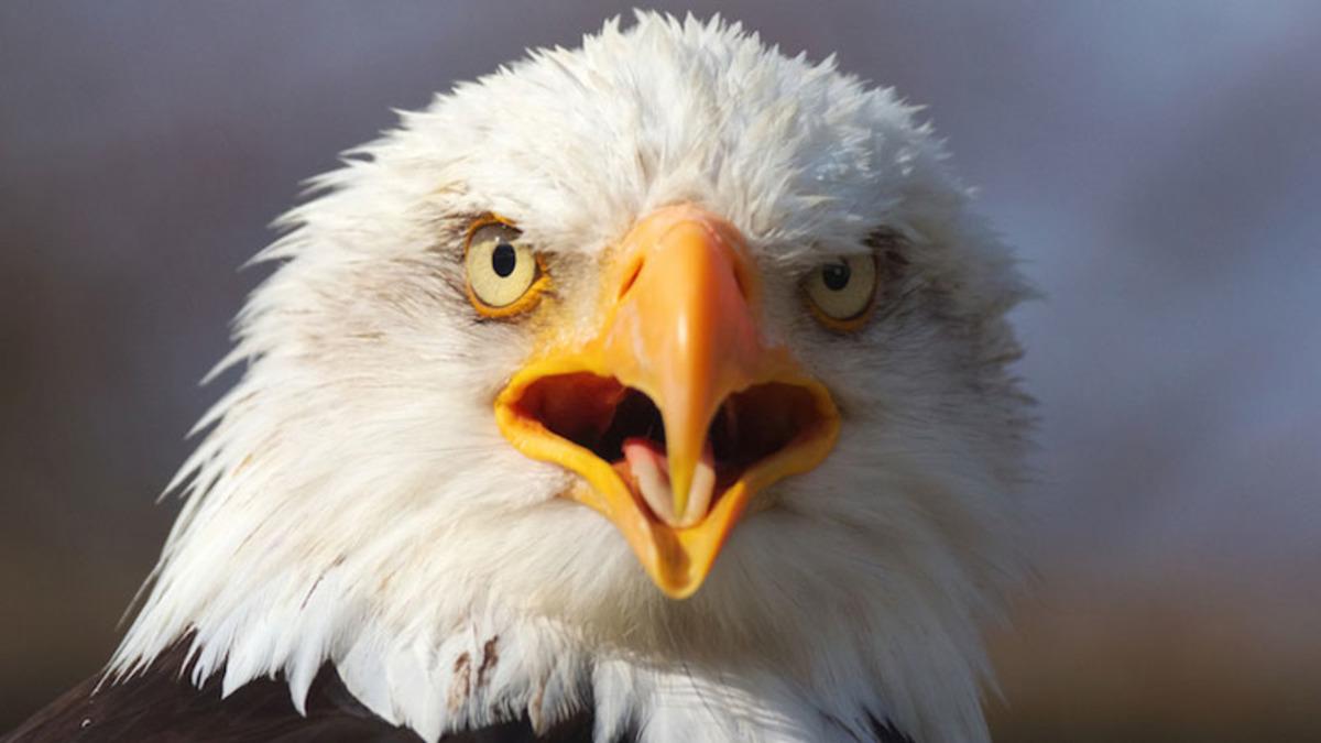 Kuşların Neden Dişlerinin Olmadığını Biliyor musunuz?