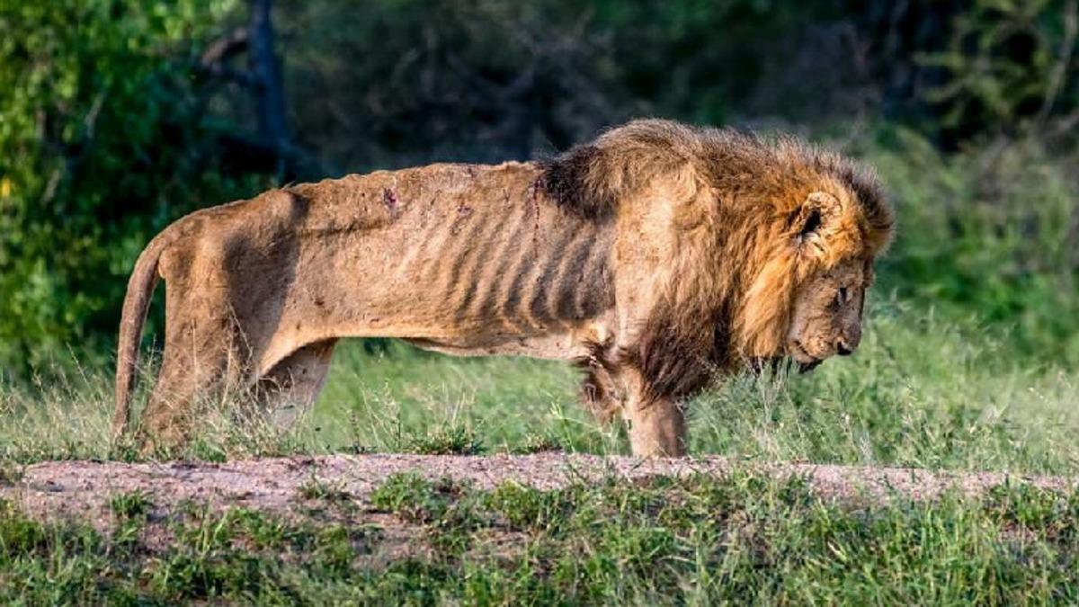 Sürüden Atılarak Ölüme Terk Edilen Aslan’ın Yürek Burkan Görüntüleri