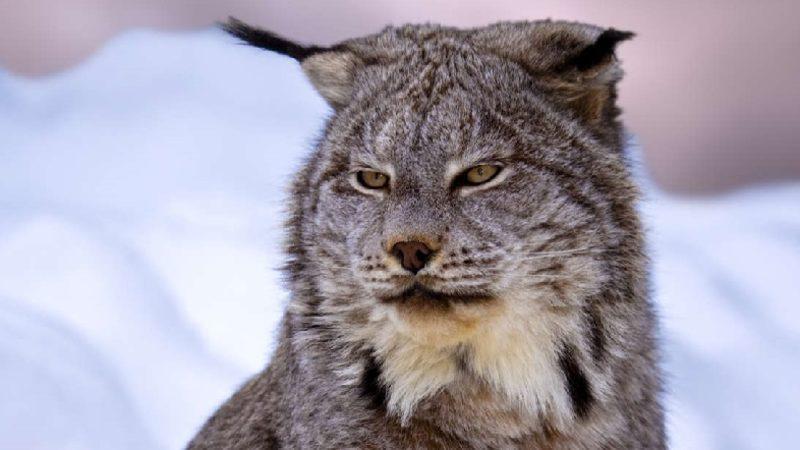 Tıpkı İnsan Gibi Çığlık Atan Hayvan: Kanada Vaşağı (Video)
