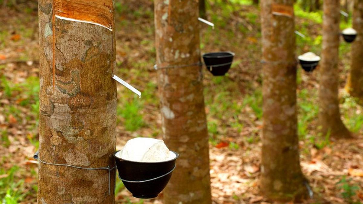 Araç Lastikleri Niçin Hep Siyah Renkte Üretilir?