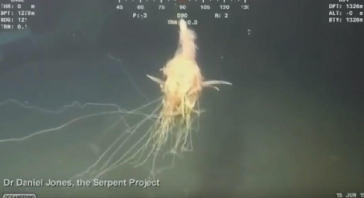 Su Altında Gözlemlenmiş Birbirinden Ürkütücü 5 Esrarengiz Canlı