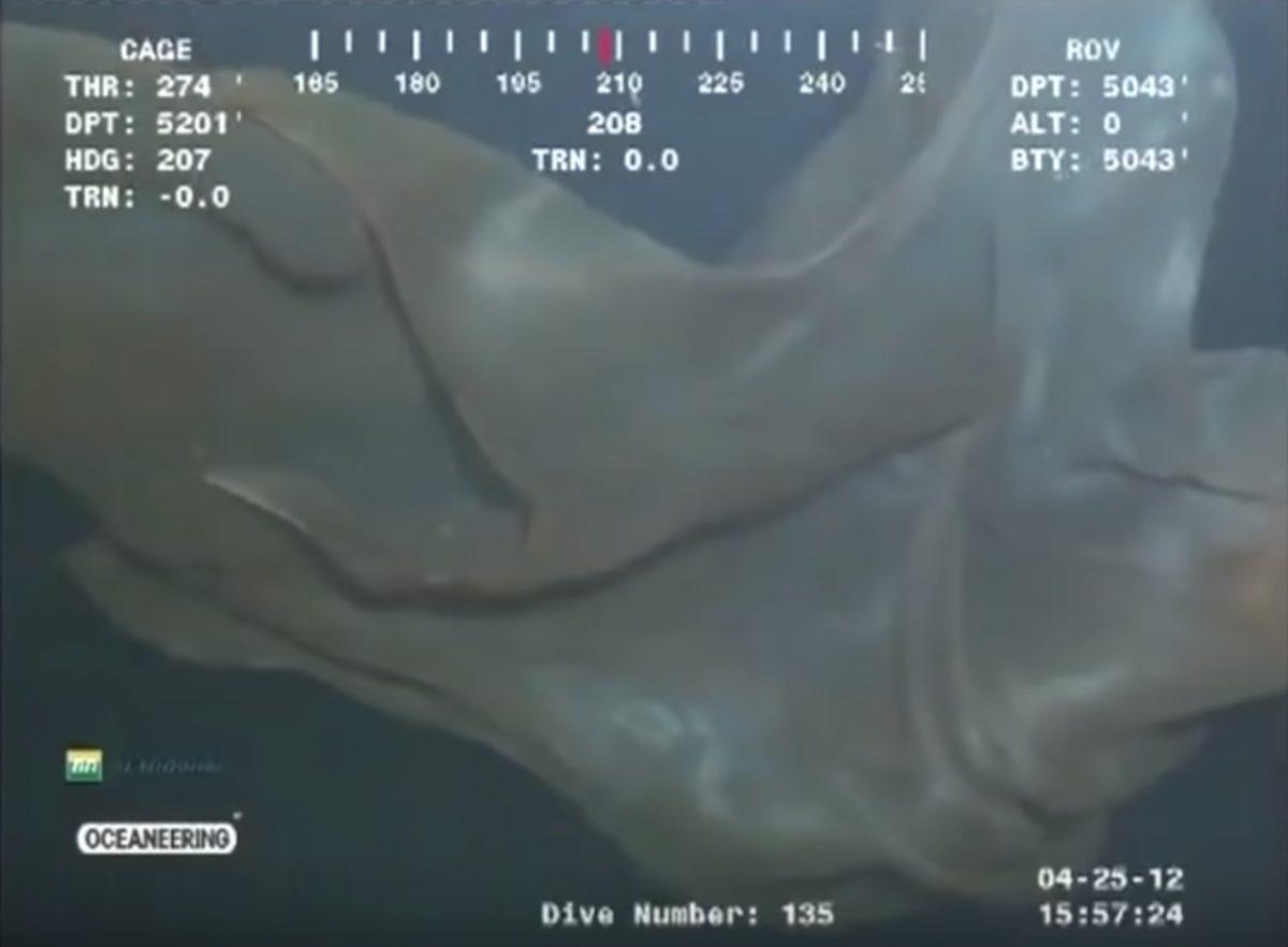 Su Altında Gözlemlenmiş Birbirinden Ürkütücü 5 Esrarengiz Canlı