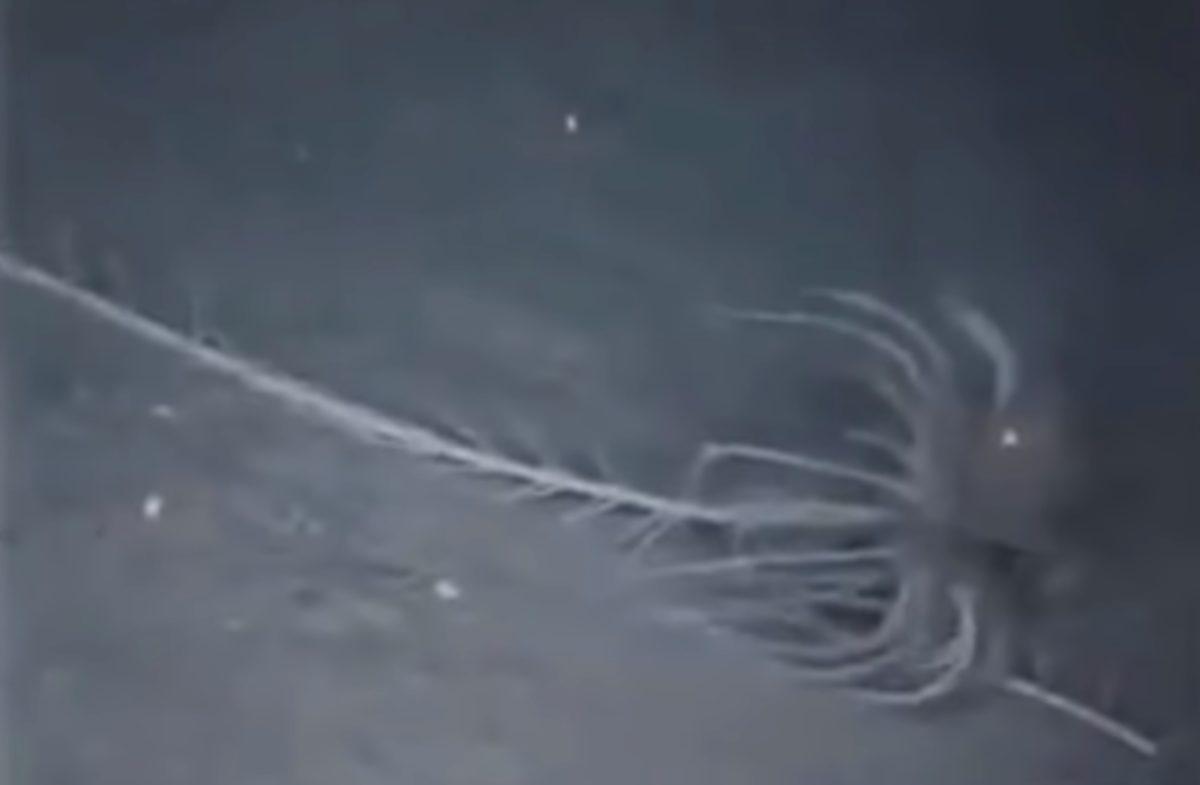 Su Altında Gözlemlenmiş Birbirinden Ürkütücü 5 Esrarengiz Canlı