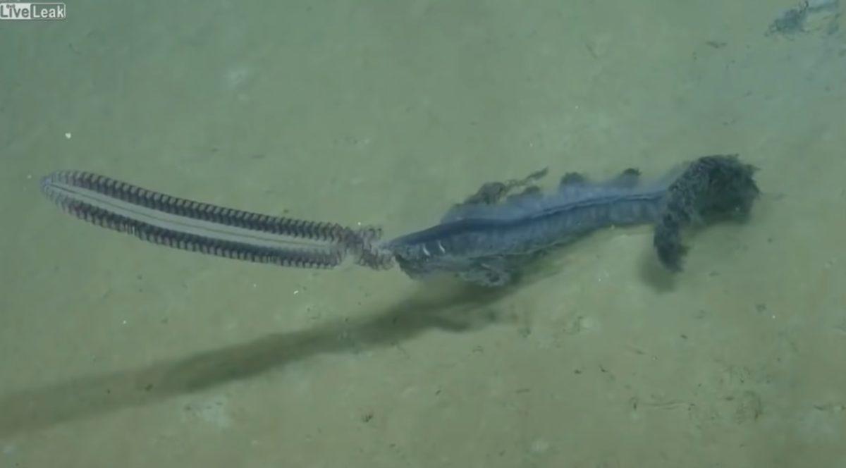 Su Altında Gözlemlenmiş Birbirinden Ürkütücü 5 Esrarengiz Canlı