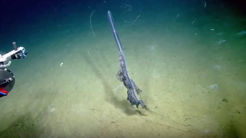 Su Altında Gözlemlenmiş Birbirinden Ürkütücü 5 Esrarengiz Canlı