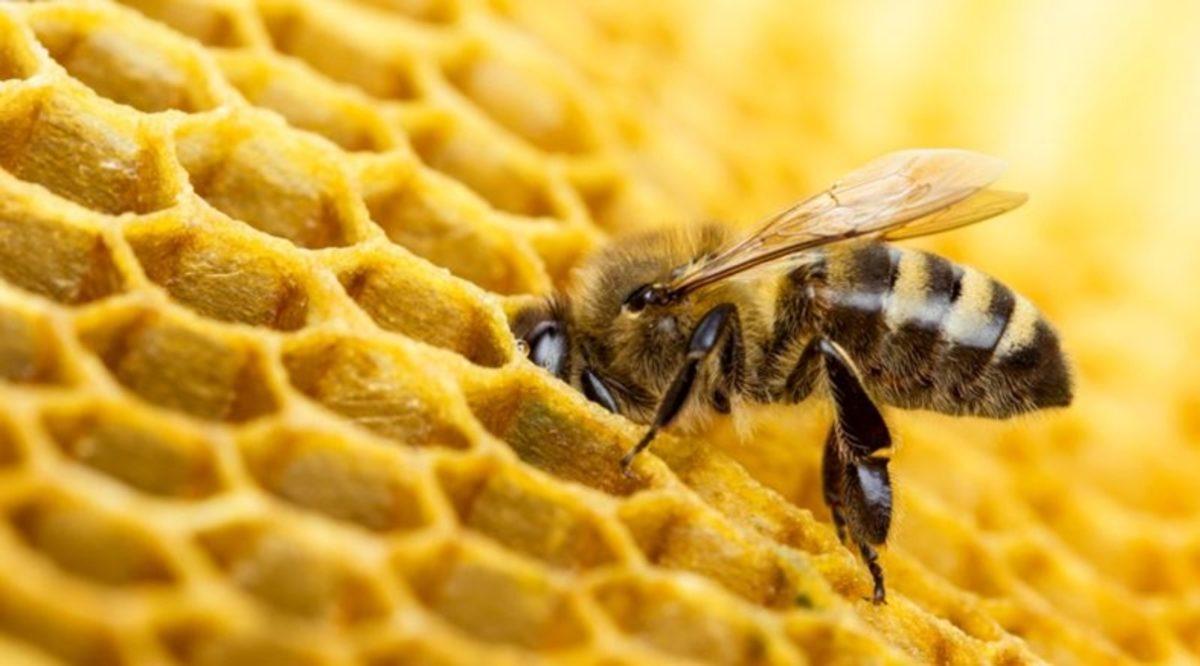 Arı Peteklerinin Altıgen Biçiminde Olmasının Sebebi Nedir?