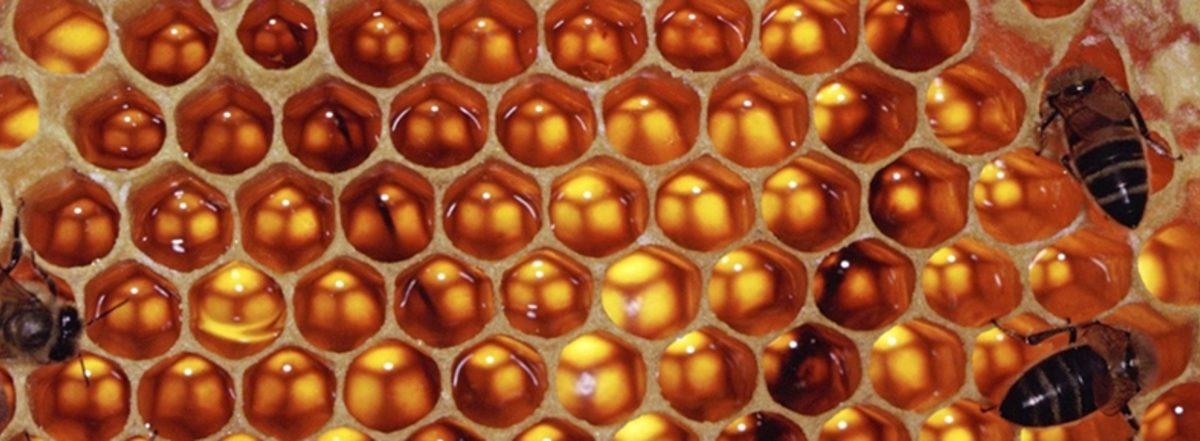 Arı Peteklerinin Altıgen Biçiminde Olmasının Sebebi Nedir?