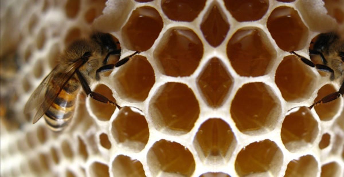 Arı Peteklerinin Altıgen Biçiminde Olmasının Sebebi Nedir?