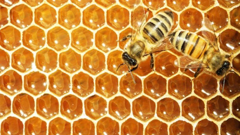 Arı Peteklerinin Altıgen Biçiminde Olmasının Sebebi Nedir?
