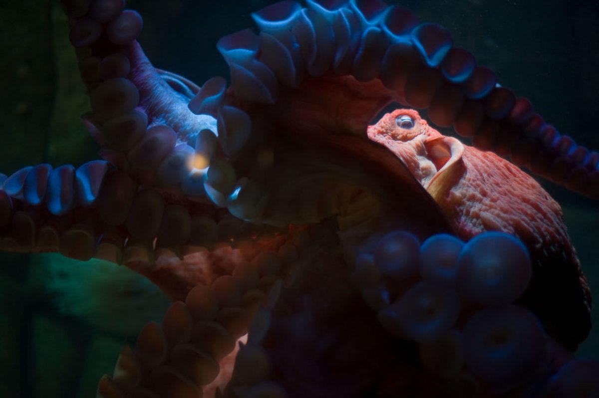 Okyanusların Derinliklerinde Yaşayan 6 Devasa Canlı Türü