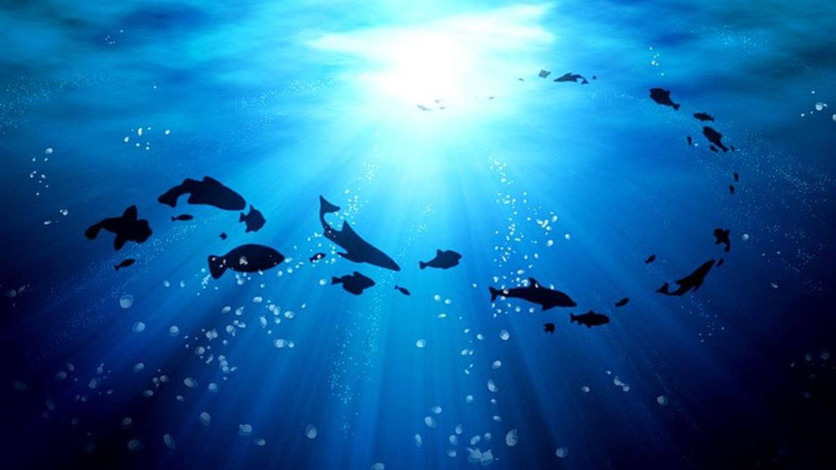 Okyanusların Derinliklerinde Yaşayan 6 Devasa Canlı Türü