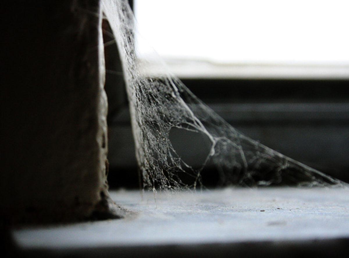 Bilim İnsanlarından Evin İçinde Neden Örümcek Öldürmemeniz Gerektiği Konusunda Ufkunuzu Açacak Açıklama