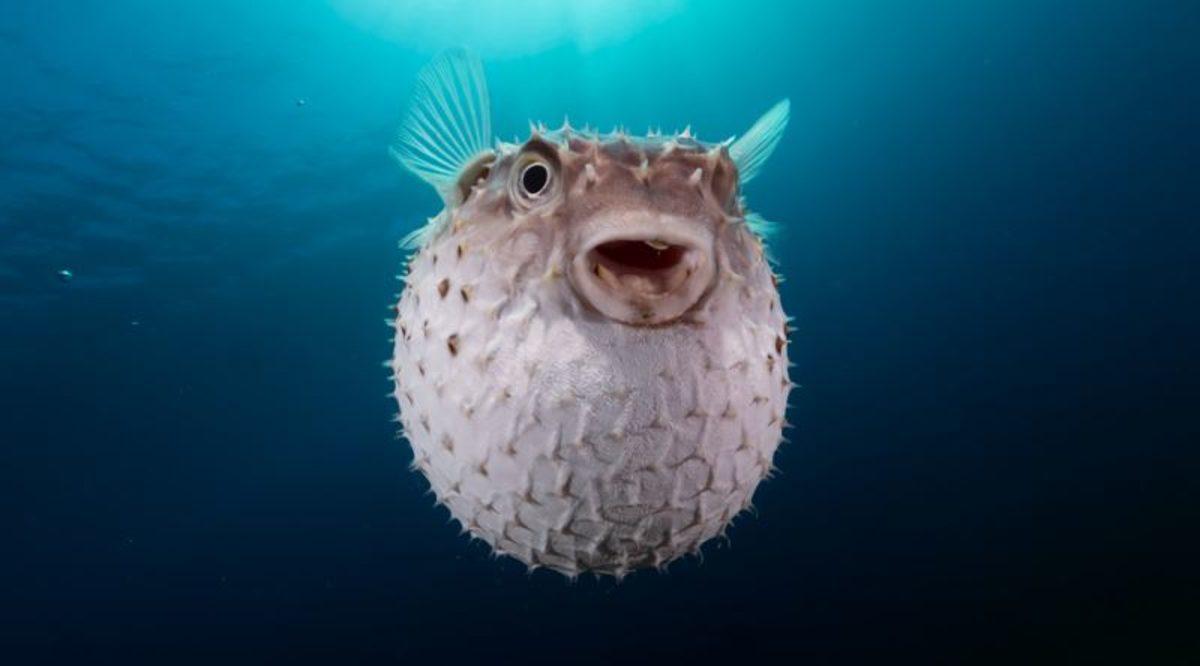 Öldürdüğü Kurbanı Geri Döndürebilen Kimyasal: Tetrodotoksin