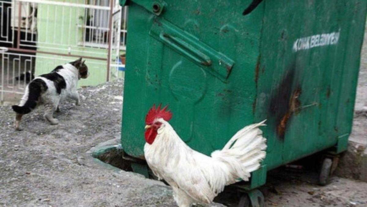 Bazı Latince Deyişlerin, Türkçe’de de Karşılığı Olduğunu Biliyor muydunuz?