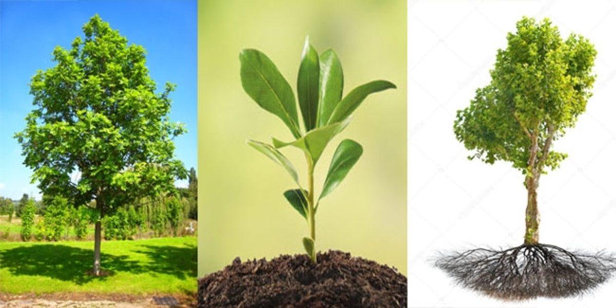 Bazı Latince Deyişlerin, Türkçe’de de Karşılığı Olduğunu Biliyor muydunuz?