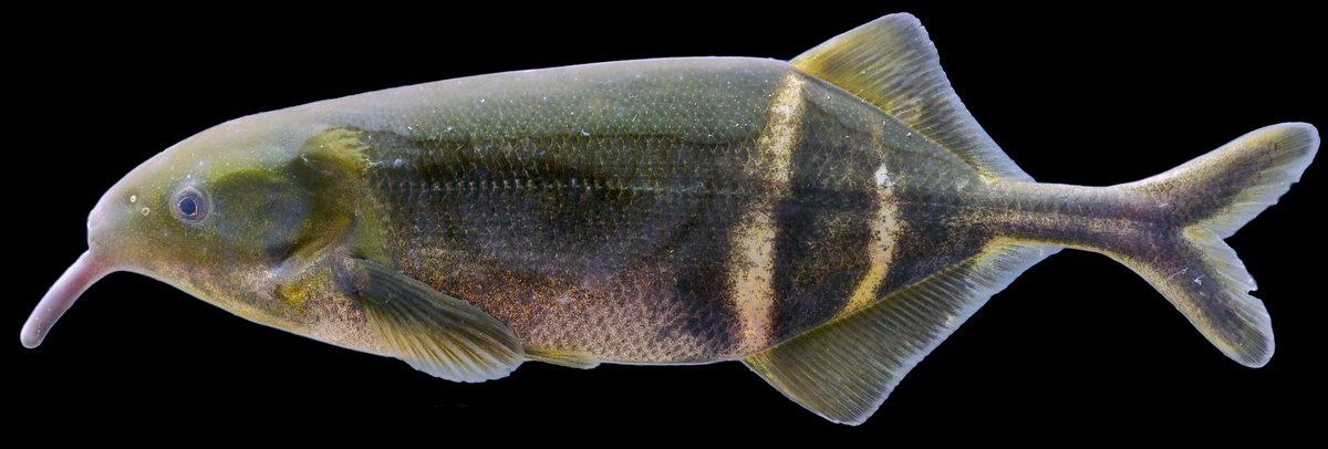 Balıkların Elektrik Kullanımı, İnsan Hastalıklarının Çözümünde Kullanılabilir