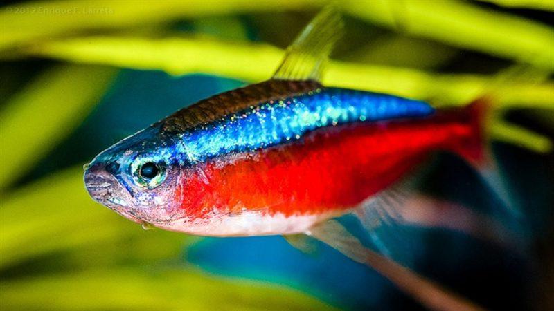 Balıkların Elektrik Kullanımı, İnsan Hastalıklarının Çözümünde Kullanılabilir