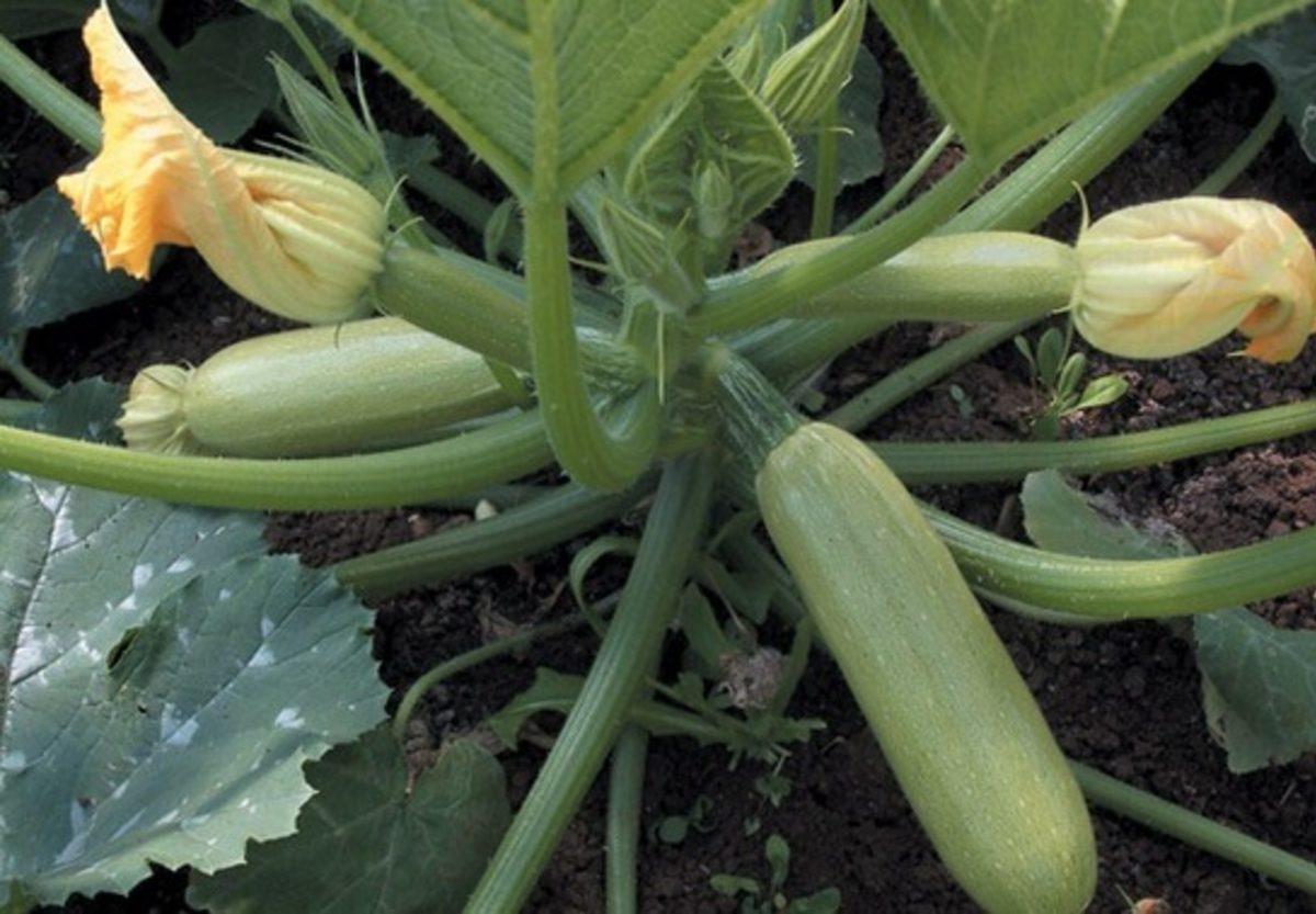 Gerçekte Meyve Olduğuna İnanamayacağınız 10 Sebze