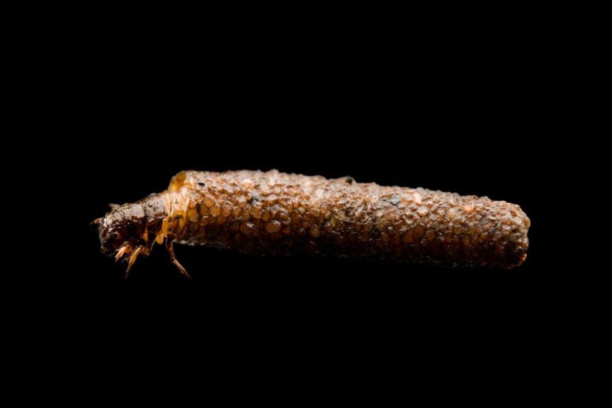 Savunma Taktikleriyle Şaşkına Çeviren İlginç Böcek Türleri