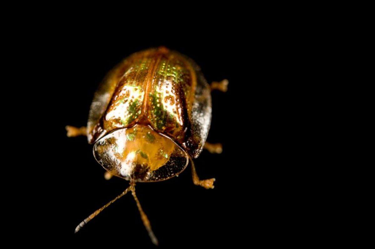 Savunma Taktikleriyle Şaşkına Çeviren İlginç Böcek Türleri