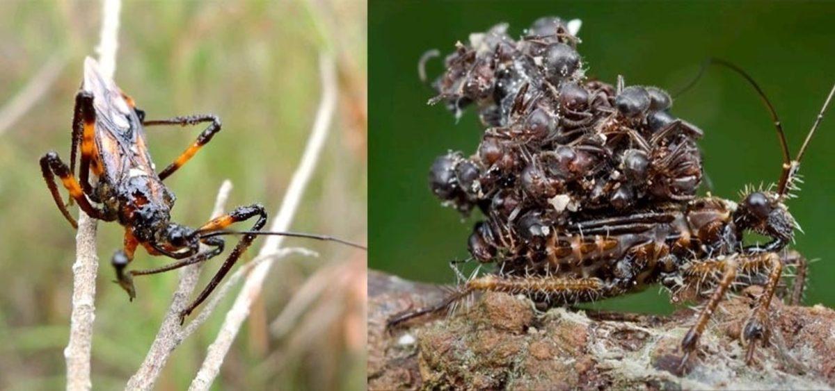 Savunma Taktikleriyle Şaşkına Çeviren İlginç Böcek Türleri