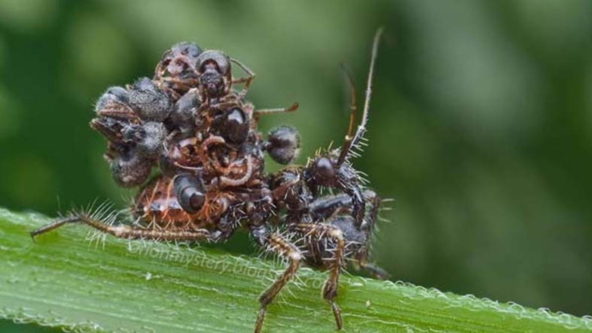 Savunma Taktikleriyle Şaşkına Çeviren İlginç Böcek Türleri