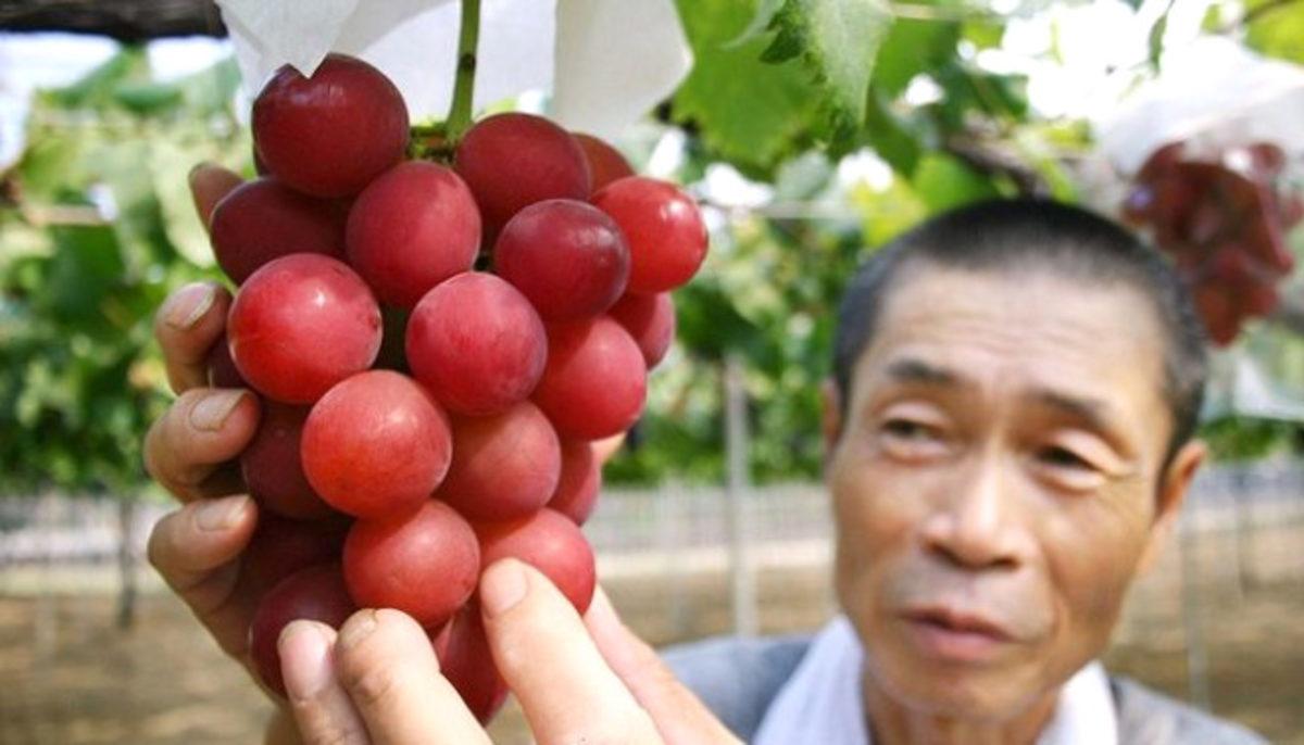 Cep Yakan, Dünyanın En Pahalı 10 Meyvesi