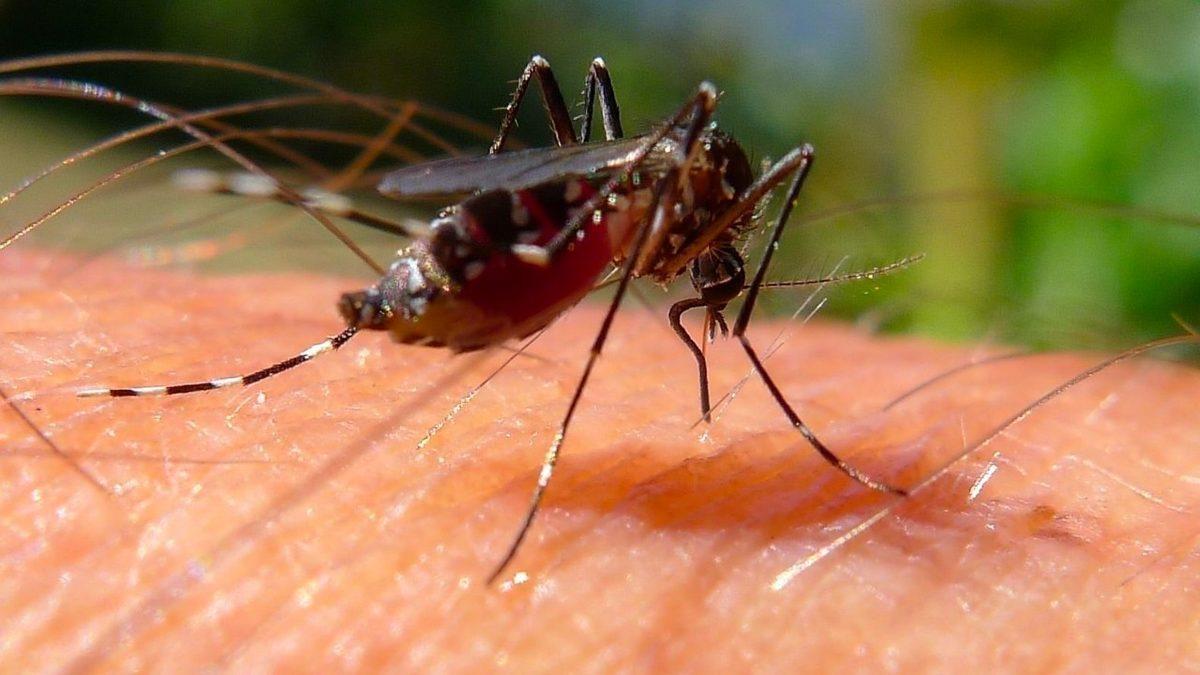 Sivrisineklerin Tamamen Yok Olması Halinde Doğada Meydana Gelebilecek Şeyler