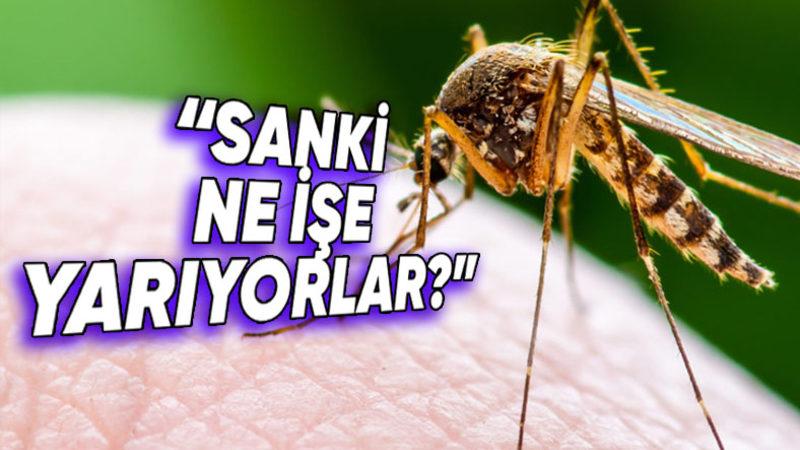 Sivrisineklerin Tamamen Yok Olması Halinde Doğada Meydana Gelebilecek Şeyler