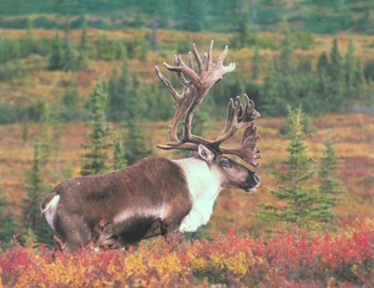 Dişi Kanada Geyikleri Erkeklere Göre 5 Kat Daha Uzun Yaşıyor! İşte Sebebi