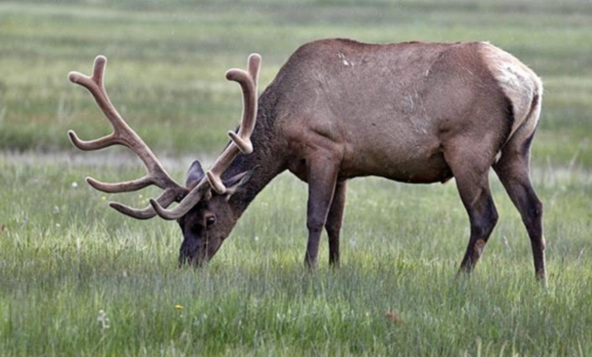 Dişi Kanada Geyikleri Erkeklere Göre 5 Kat Daha Uzun Yaşıyor! İşte Sebebi