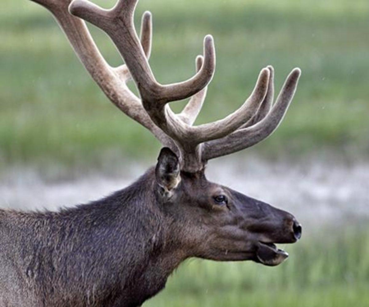 Dişi Kanada Geyikleri Erkeklere Göre 5 Kat Daha Uzun Yaşıyor! İşte Sebebi