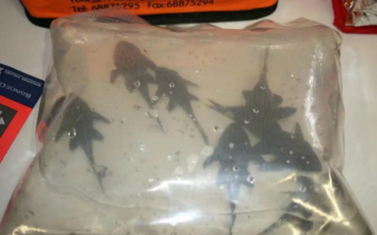 Havalimanlarında Yolcuların Bagajlarından Çıkmış 12 Garip Şey