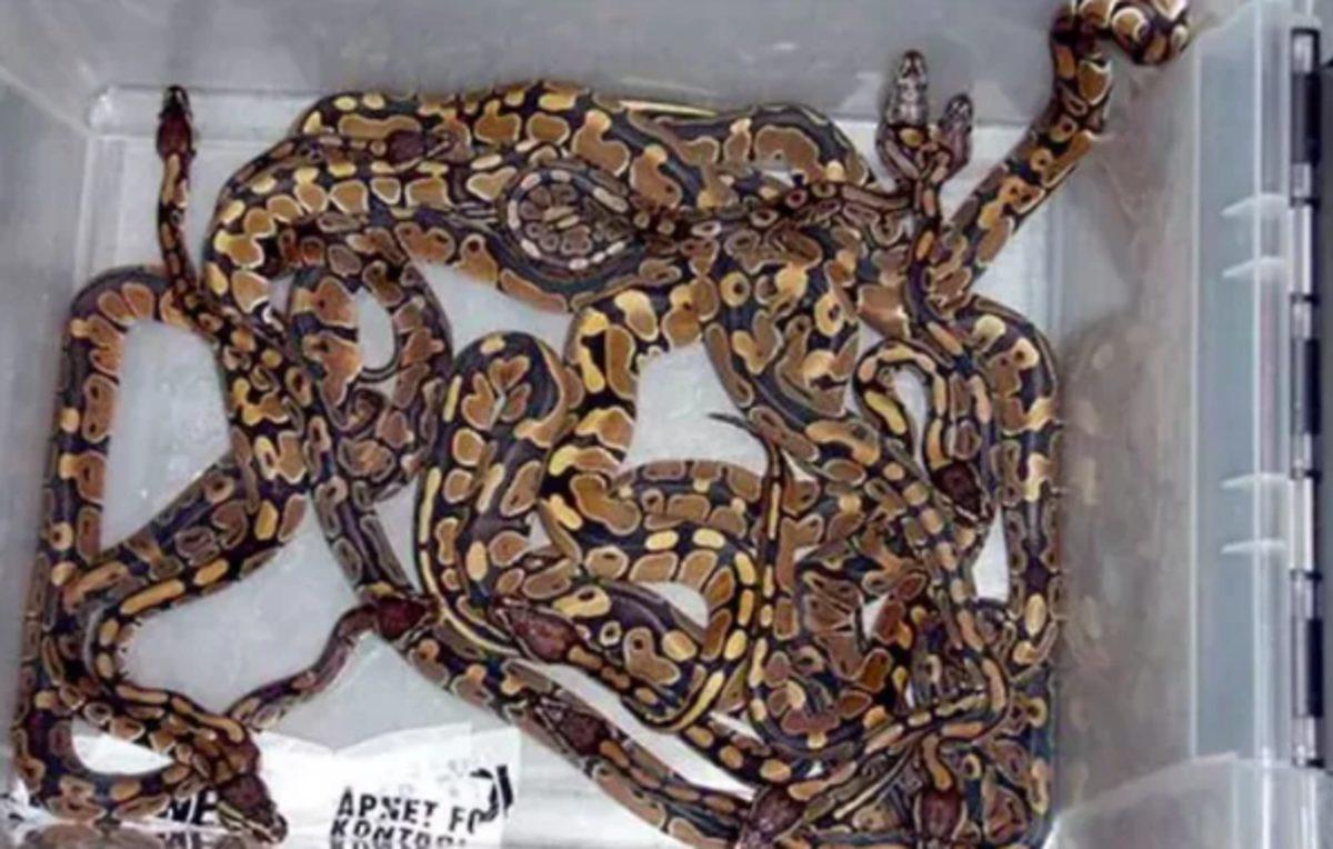 Havalimanlarında Yolcuların Bagajlarından Çıkmış 12 Garip Şey