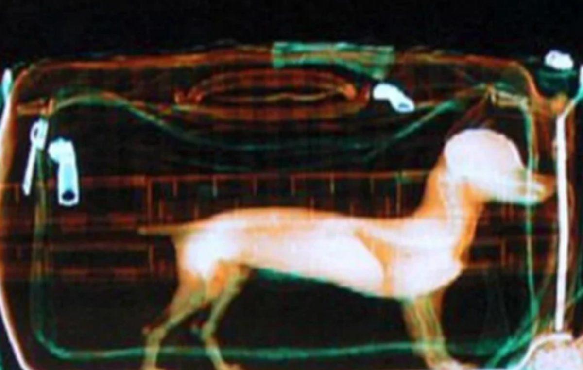 Havalimanlarında Yolcuların Bagajlarından Çıkmış 12 Garip Şey