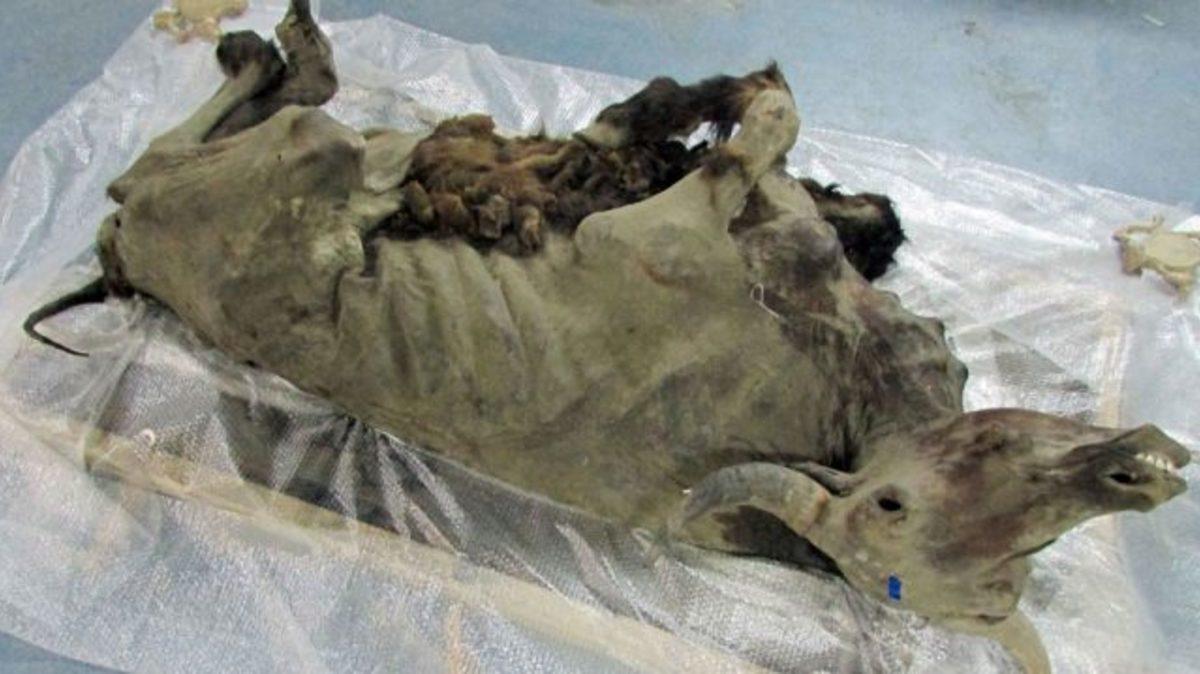 Buz İçinde Korunarak Günümüze Kadar Ulaşmış 5 Garip Kalıntı