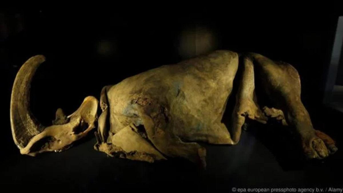 Buz İçinde Korunarak Günümüze Kadar Ulaşmış 5 Garip Kalıntı