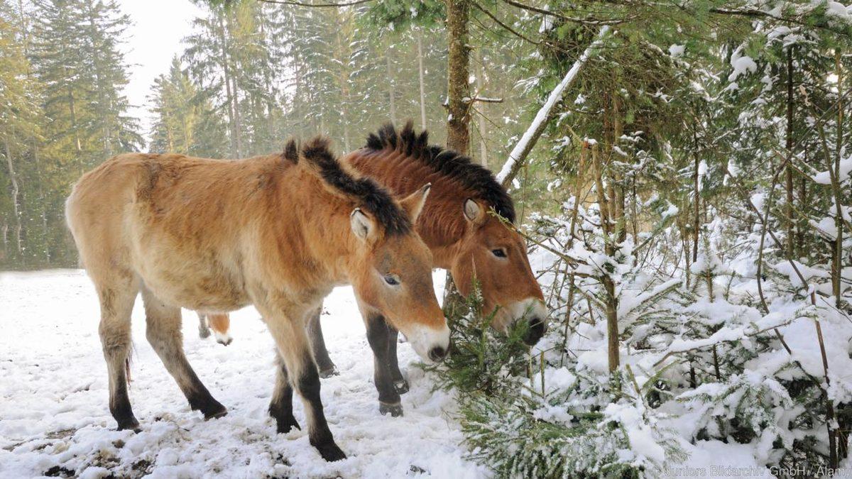 Buz İçinde Korunarak Günümüze Kadar Ulaşmış 5 Garip Kalıntı