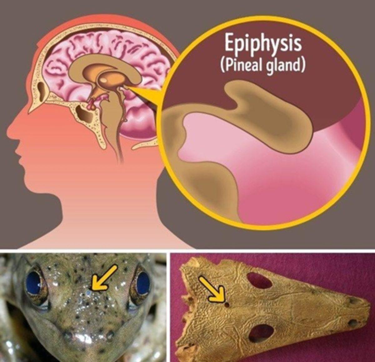 İnsan Bedeninde Bulunan Ama Ne İşe Yaradığı Tam Olarak Bilinmeyen 9 Organ