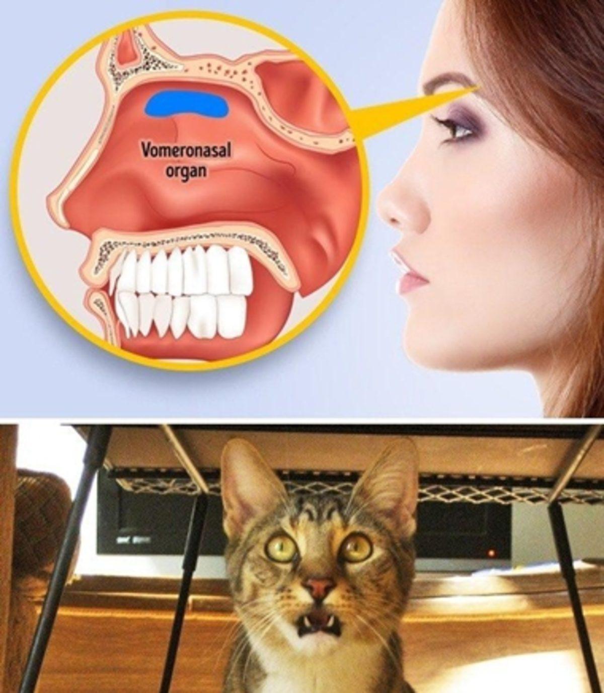 İnsan Bedeninde Bulunan Ama Ne İşe Yaradığı Tam Olarak Bilinmeyen 9 Organ