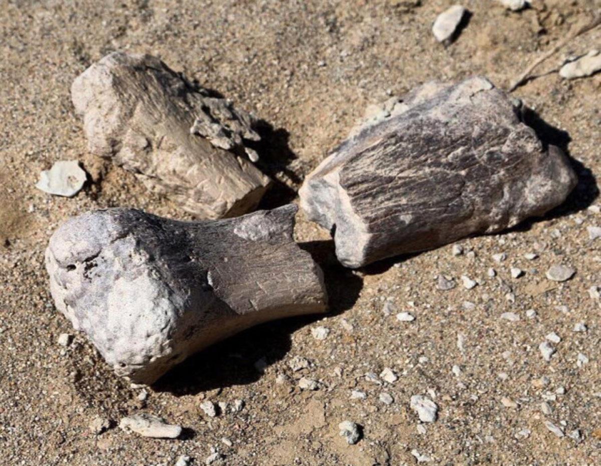 T-Rex’in Kuzeni Olduğu Düşünülen 3 Yeni Dinozor Türü Bulundu