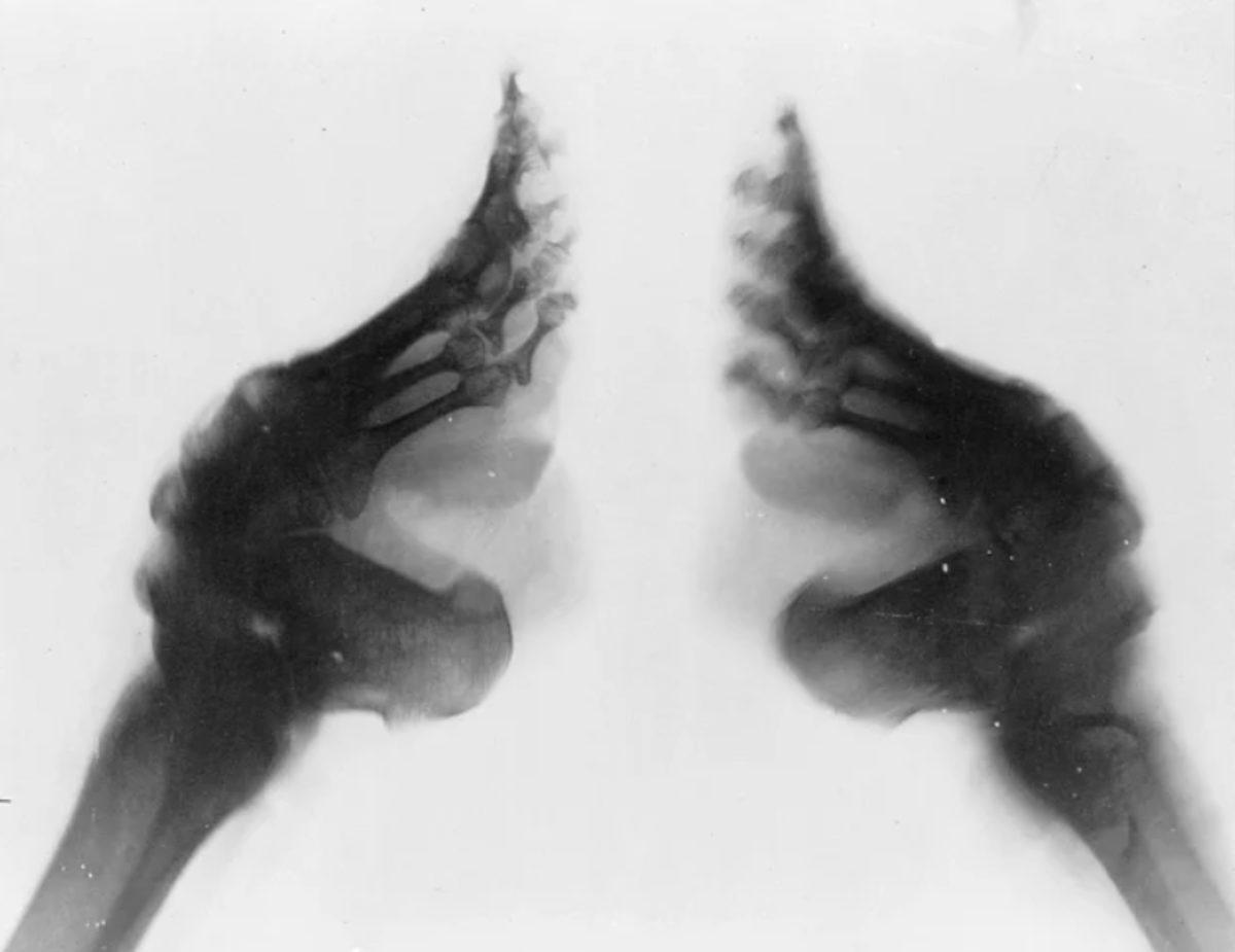 Doğru Olduğu Sanılsa da Aslında Yanlış Bilinen 7 Tarihsel Bilgi