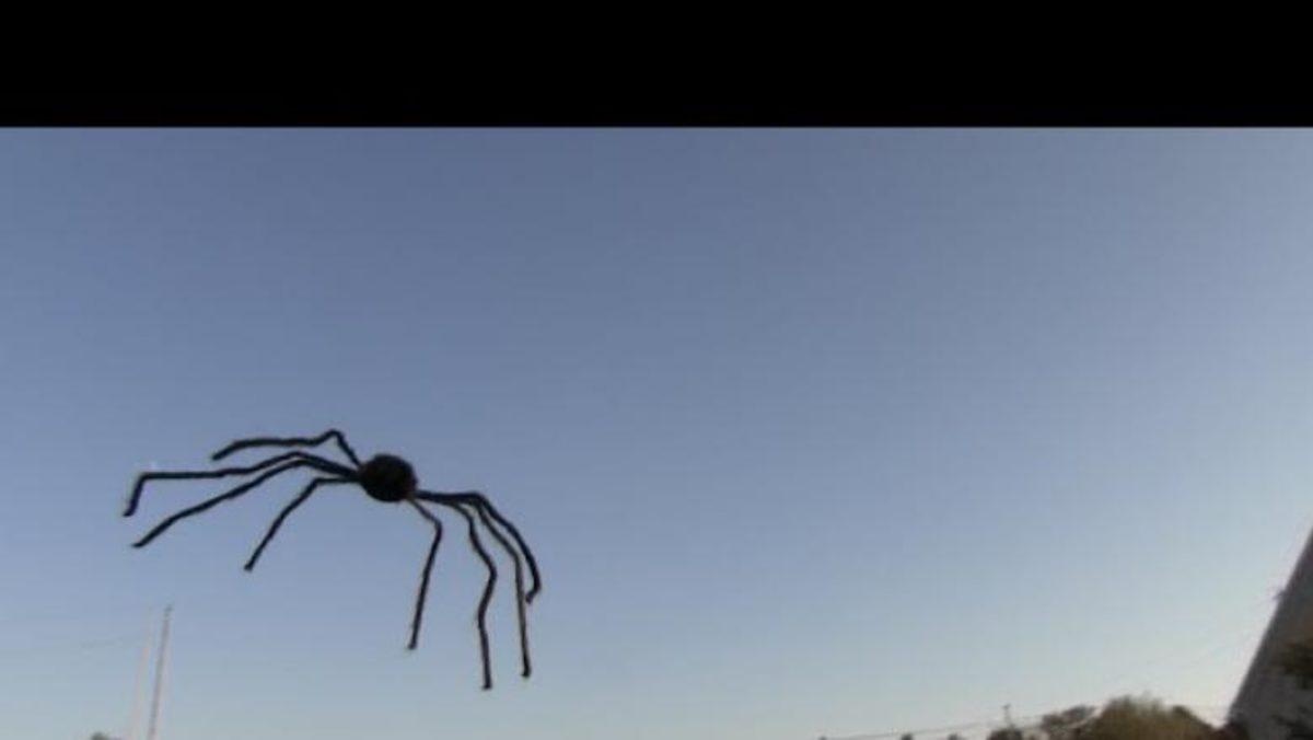 Bilim İnsanları Örümceklerin Nasıl Uçabildiğini Açıkladı