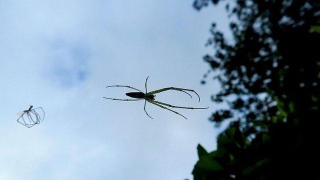 Bilim İnsanları Örümceklerin Nasıl Uçabildiğini Açıkladı