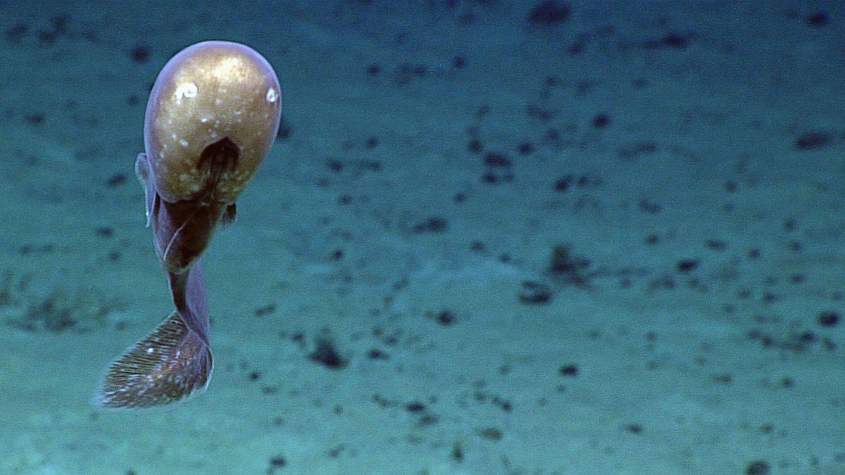 Acayip Bir Ekosisteme Sahip Avustralya’da Yaşayan 11 Tuhaf Deniz Canlısı