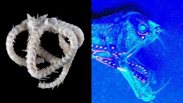 Acayip Bir Ekosisteme Sahip Avustralya’da Yaşayan 11 Tuhaf Deniz Canlısı