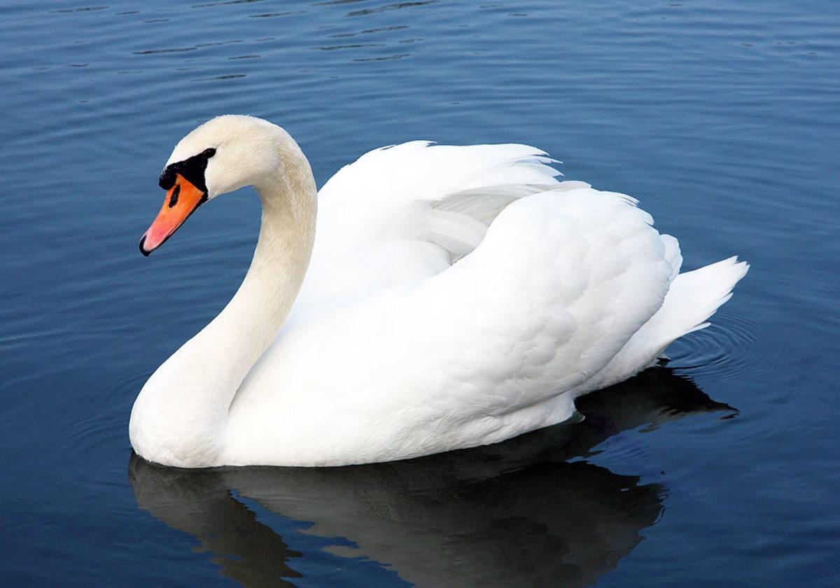 Ölmenize Neden Olabilecek 8 Şirin Hayvan