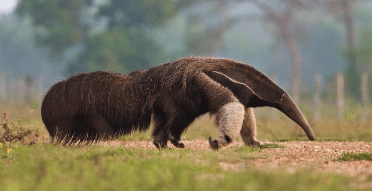 Ölmenize Neden Olabilecek 8 Şirin Hayvan