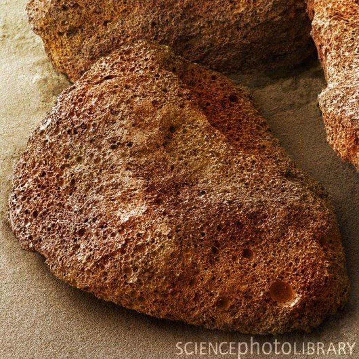 Elektron Mikroskobu ile Çekilmiş Birbirinden İlginç 27 Fotoğraf